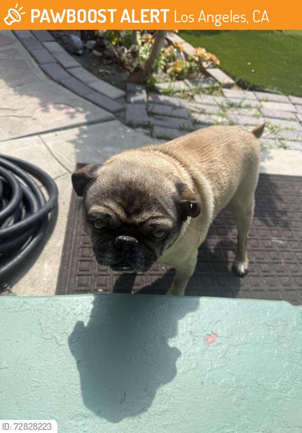 Found/Stray Male Dog last seen Halldale & 65th PL , Los Angeles, CA 90047
