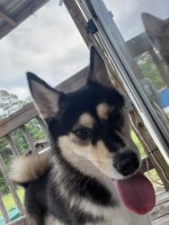 Found/Stray Female Dog last seen Sugarberry place , Tomball, TX 77375
