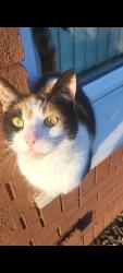 Lost Female Cat last seen Edge lane , Old Swan, England L13 4AA