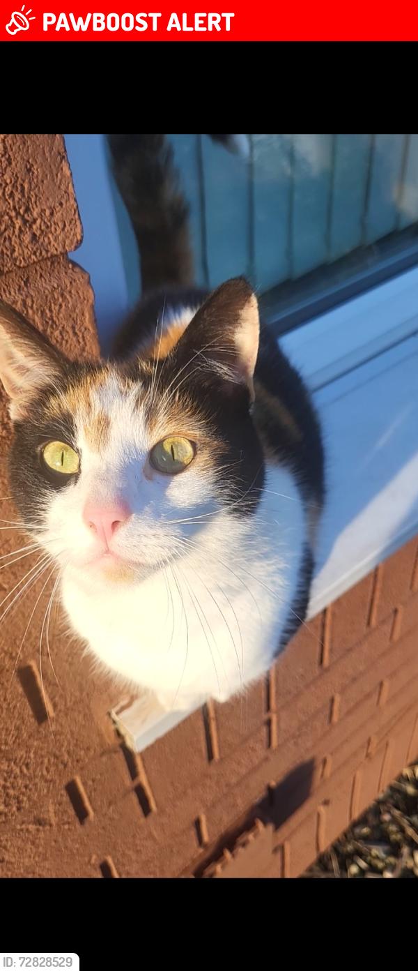 Lost Female Cat last seen Edge lane , Old Swan, England L13 4AA