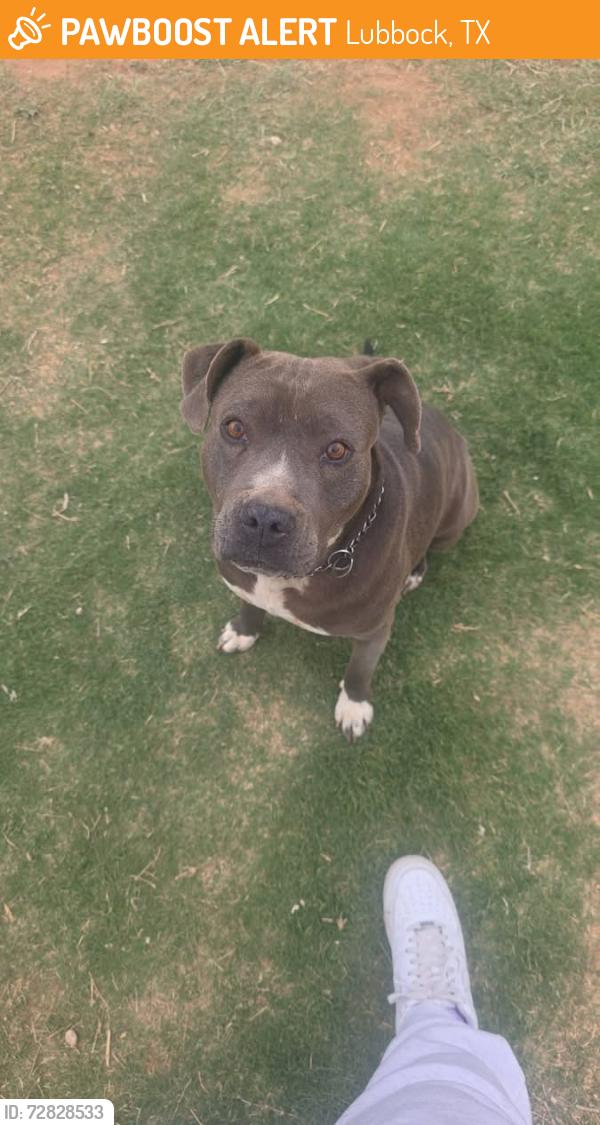 Found/Stray Female Dog last seen 4th and Venita- Lubbock, Tx, Lubbock, TX 79416