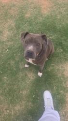 Found/Stray Female Dog last seen 4th and Venita- Lubbock, Tx, Lubbock, TX 79416