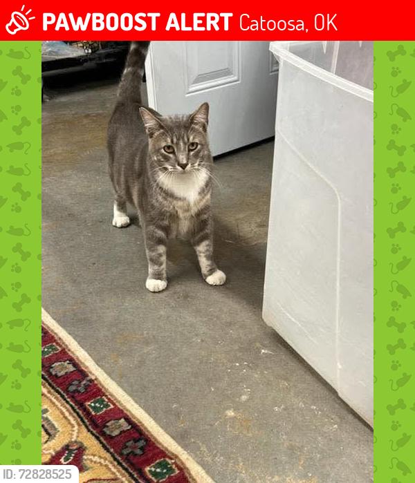 Lost Male Cat last seen Bluff and rice, Catoosa, OK 74015