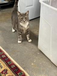 Lost Male Cat last seen Bluff and rice, Catoosa, OK 74015