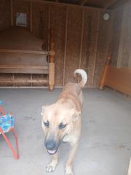 Lost Male Dog last seen Near Linda jo adkins tx, Adkins, TX 78101