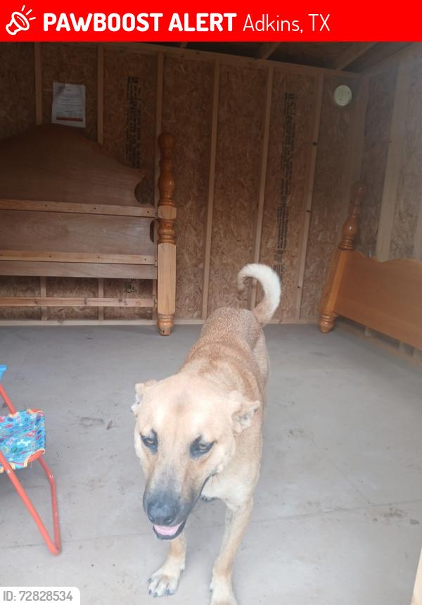 Lost Male Dog last seen Near Linda jo adkins tx, Adkins, TX 78101