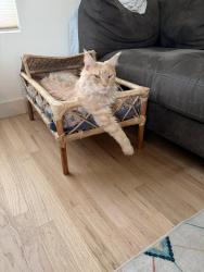 Lost Male Cat last seen Near Pattee Canyon Dr, Missoula, MT 59803