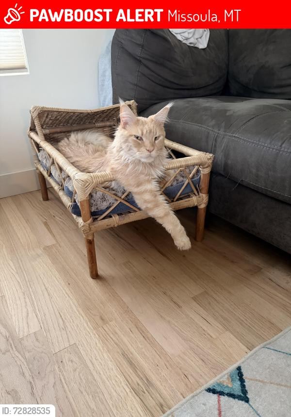 Lost Male Cat last seen Near Pattee Canyon Dr, Missoula, MT 59803