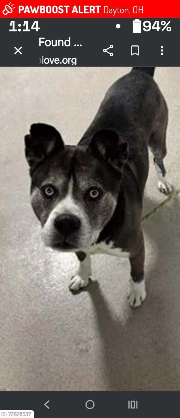 Lost Male Dog last seen Troy st, Dayton, OH 45404