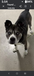 Lost Male Dog last seen Troy st, Dayton, OH 45404