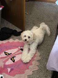Lost Male Dog last seen Near 55th and green tree, Milwaukee, WI 53223