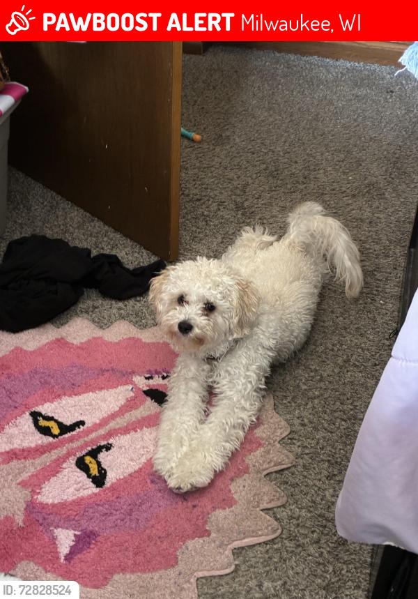 Lost Male Dog last seen Near 55th and green tree, Milwaukee, WI 53223