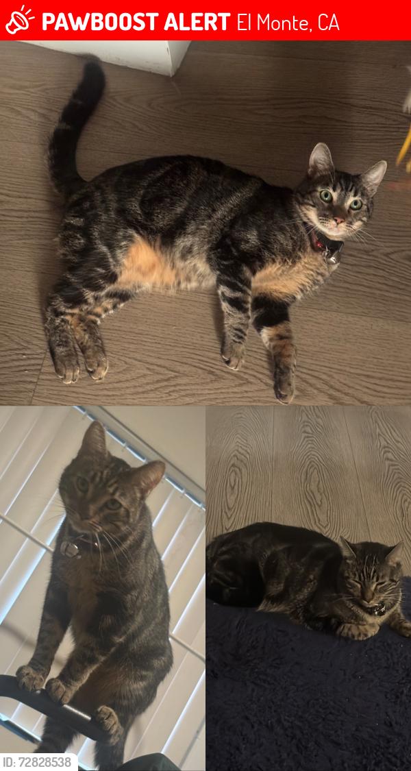Lost Male Cat last seen Mini Park of Baldwin, El Monte, CA 91731