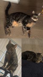 Lost Male Cat last seen Mini Park of Baldwin, El Monte, CA 91731