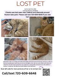 Lost Female Cat last seen S Zuni st andW Gunnison Pl, Denver, CO 80219