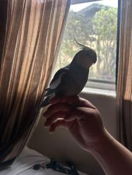 Lost Female Bird last seen 57th Street ave & Lake worth Road by Rambo park, Greenacres, FL 33463