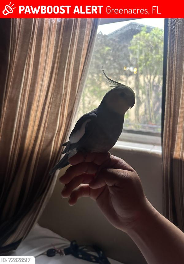 Lost Female Bird last seen 57th Street ave & Lake worth Road by Rambo park, Greenacres, FL 33463