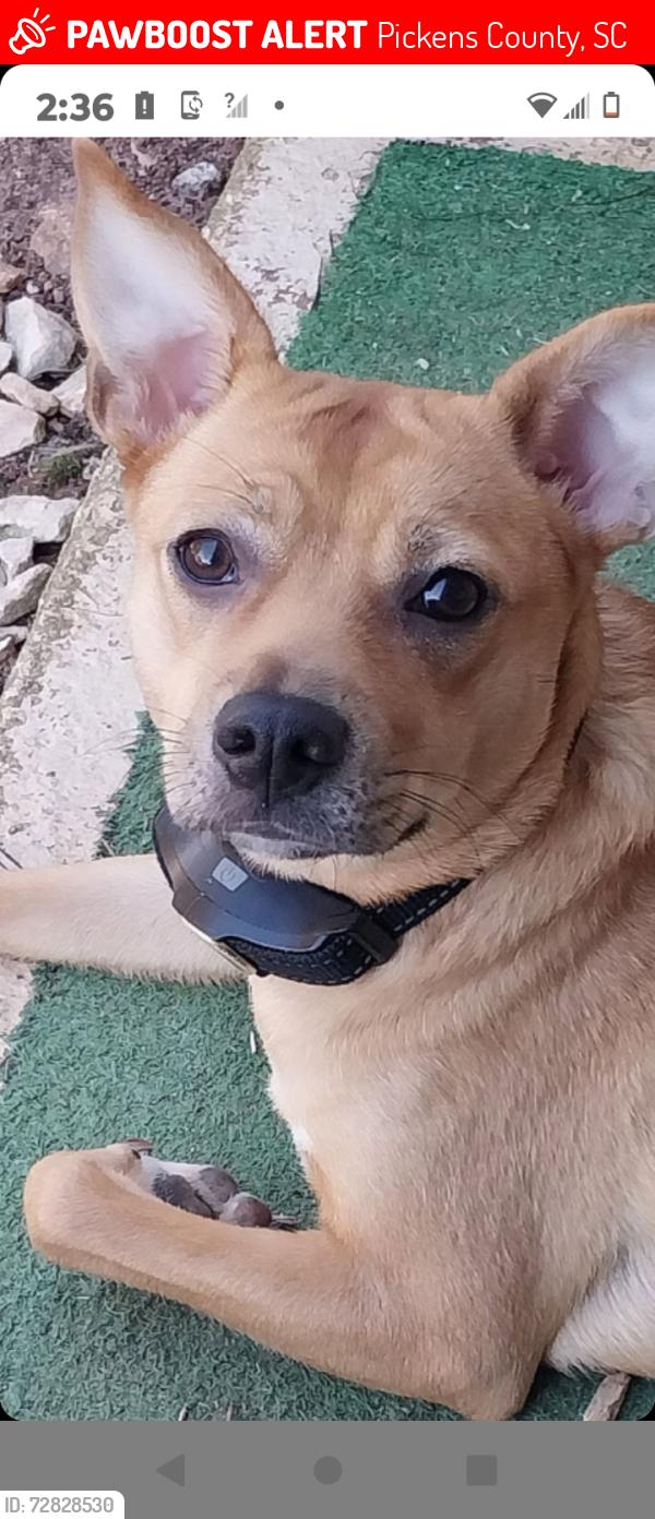 Lost Female Dog last seen Jenny Lane Ln on 201 Eva plaza Easley sc, Pickens County, SC 29671