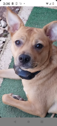 Lost Female Dog last seen Jenny Lane Ln on 201 Eva plaza Easley sc, Pickens County, SC 29671
