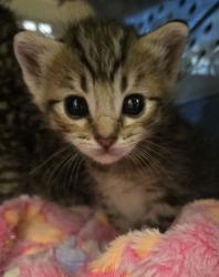 Shelter Stray Female Cat last seen N Highland Ave & E Clinton Ave, Fresno Zone Fresno CO 2 93737, CA, Fresno, CA 93706