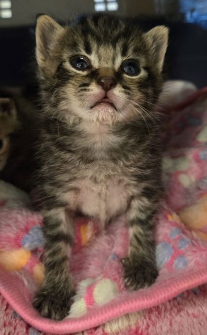 Shelter Stray Male Cat last seen N Highland Ave & E Clinton Ave, Fresno Zone Fresno CO 2 93737, CA, Fresno, CA 93706