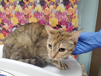 Shelter Stray Female Cat last seen Finch St, 43609, OH, Maumee, OH 43537