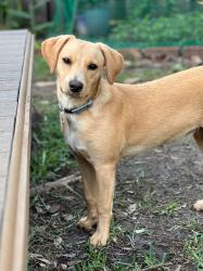 Found/Stray Male Dog last seen The Woodlands neighborhood, The Woodlands, TX 77385