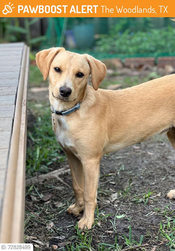 Found/Stray Male Dog last seen The Woodlands neighborhood, The Woodlands, TX 77385