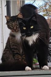Lost Male Cat last seen Flanners Beach Rd, New Bern, NC 28560