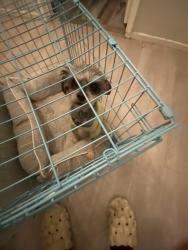 Lost Male Dog last seen Sycamore and valewood , Victorville, CA 92392