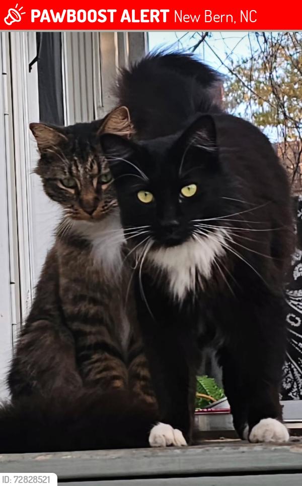 Lost Male Cat last seen Flanners Beach Rd, New Bern, NC 28560