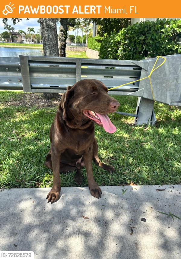 Found/Stray Male Dog last seen Altis Kendall square , Miami, FL 33196
