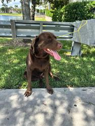 Found/Stray Male Dog last seen Altis Kendall square , Miami, FL 33196