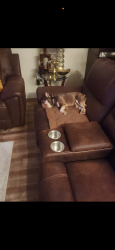 Lost Male Dog last seen Travis and Washington st Fairfield , Fairfield, CA 94533