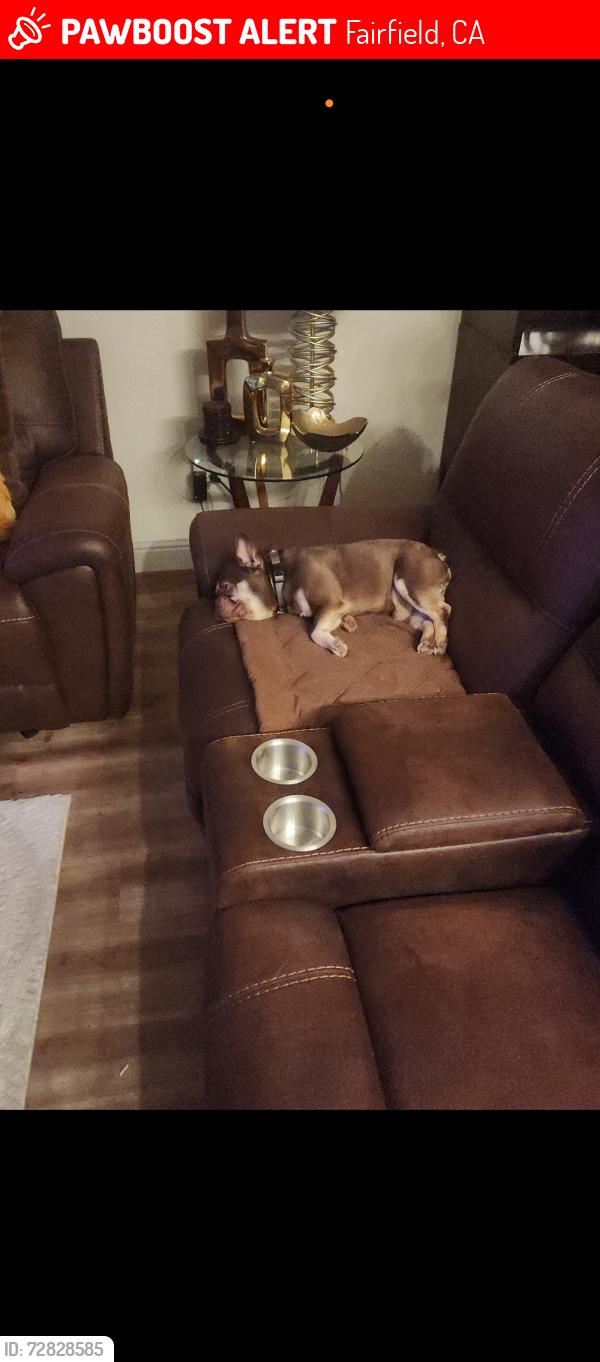 Lost Male Dog last seen Travis and Washington st Fairfield , Fairfield, CA 94533