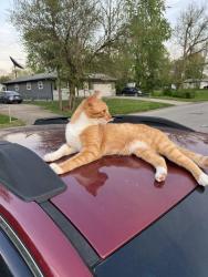 Lost Male Cat last seen Draper/Troy Ave , Indianapolis, IN 46203