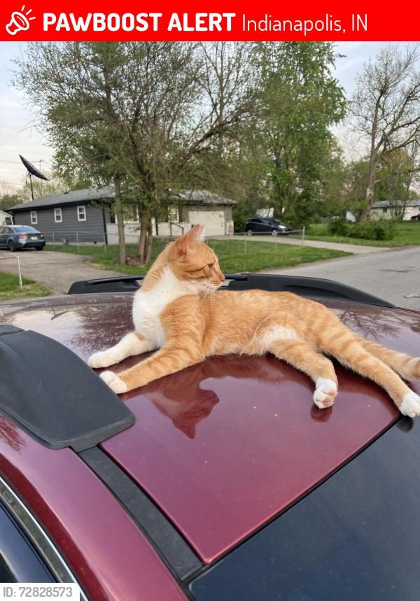 Lost Male Cat last seen Draper/Troy Ave , Indianapolis, IN 46203