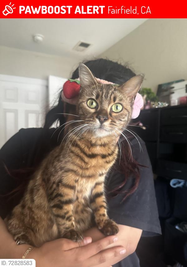 Lost Female Cat last seen E Atlantic Ave, Fairfield, CA 94533