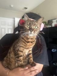 Lost Female Cat last seen E Atlantic Ave, Fairfield, CA 94533