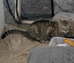 Found/Stray Unknown Cat last seen E Tropicana & Mountain Vista, Las Vegas, NV 89120