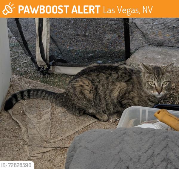 Found/Stray Unknown Cat last seen E Tropicana & Mountain Vista, Las Vegas, NV 89120