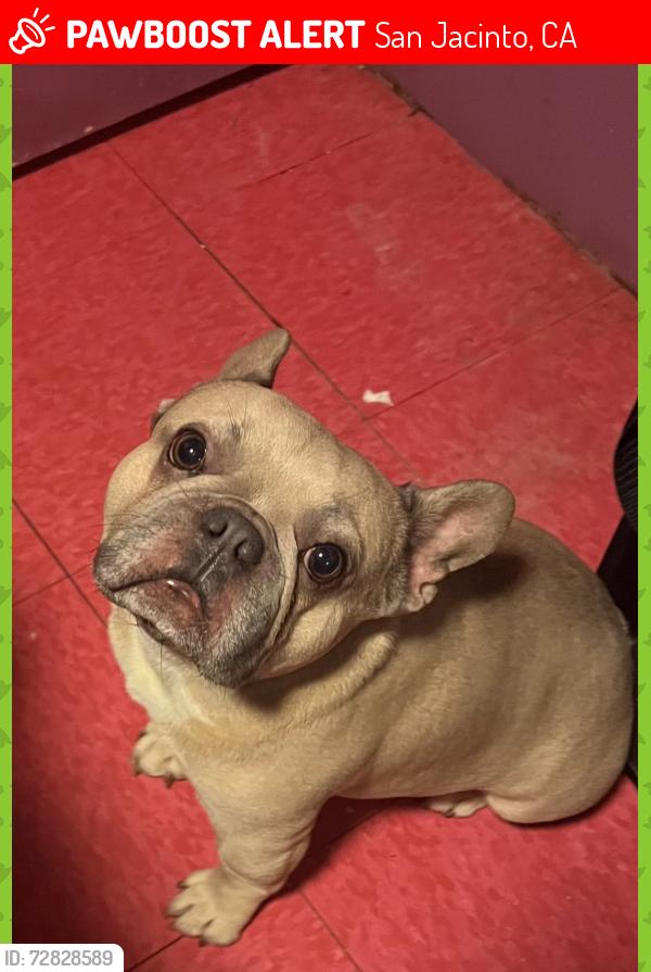 Lost Male Dog last seen Idyllwild Dr, Tiger Lane,State St , San Jacinto, CA 92583