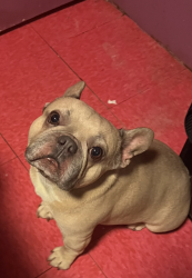 Lost Male Dog last seen Idyllwild Dr, Tiger Lane,State St , San Jacinto, CA 92583