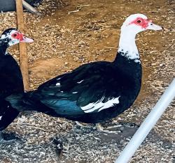 Lost Male Other last seen Douglas St., Calimesa, CA 92320