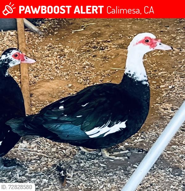 Lost Male Other last seen Douglas St., Calimesa, CA 92320