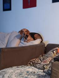 Lost Female Dog last seen Mcdonald's, Cincinnati, OH 45251