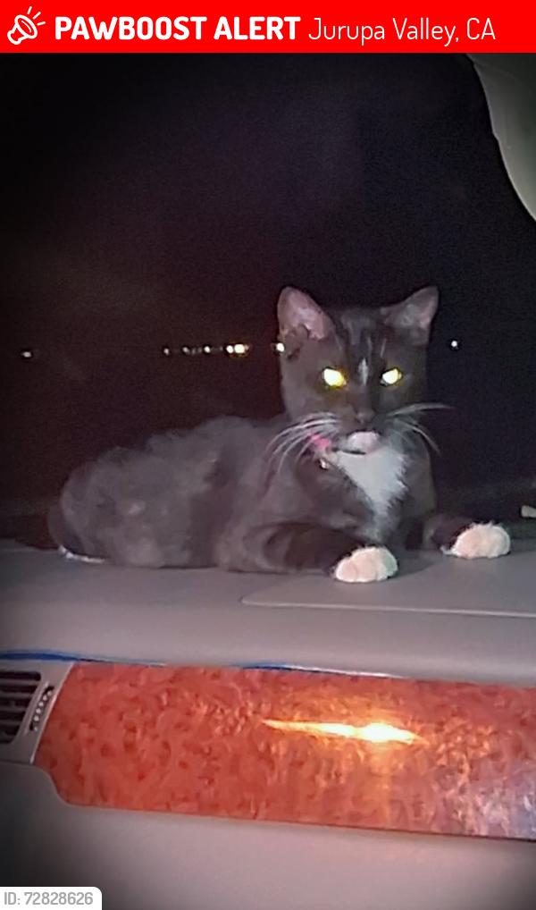 Lost Female Cat last seen Kennedy st & Corey st, Jurupa Valley, CA 92509