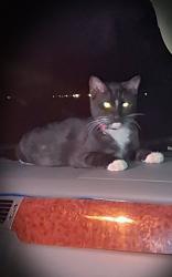 Lost Female Cat last seen Kennedy st & Corey st, Jurupa Valley, CA 92509