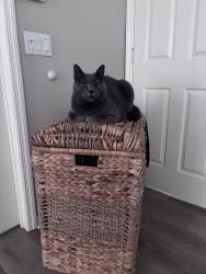 Lost Male Cat last seen symess and north street, Gibsonton, FL 33534
