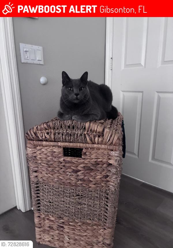 Lost Male Cat last seen symess and north street, Gibsonton, FL 33534